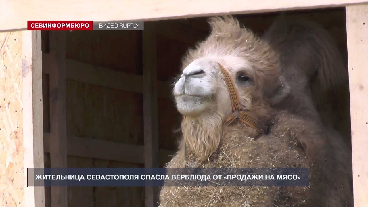 Верблюд в балаклаве