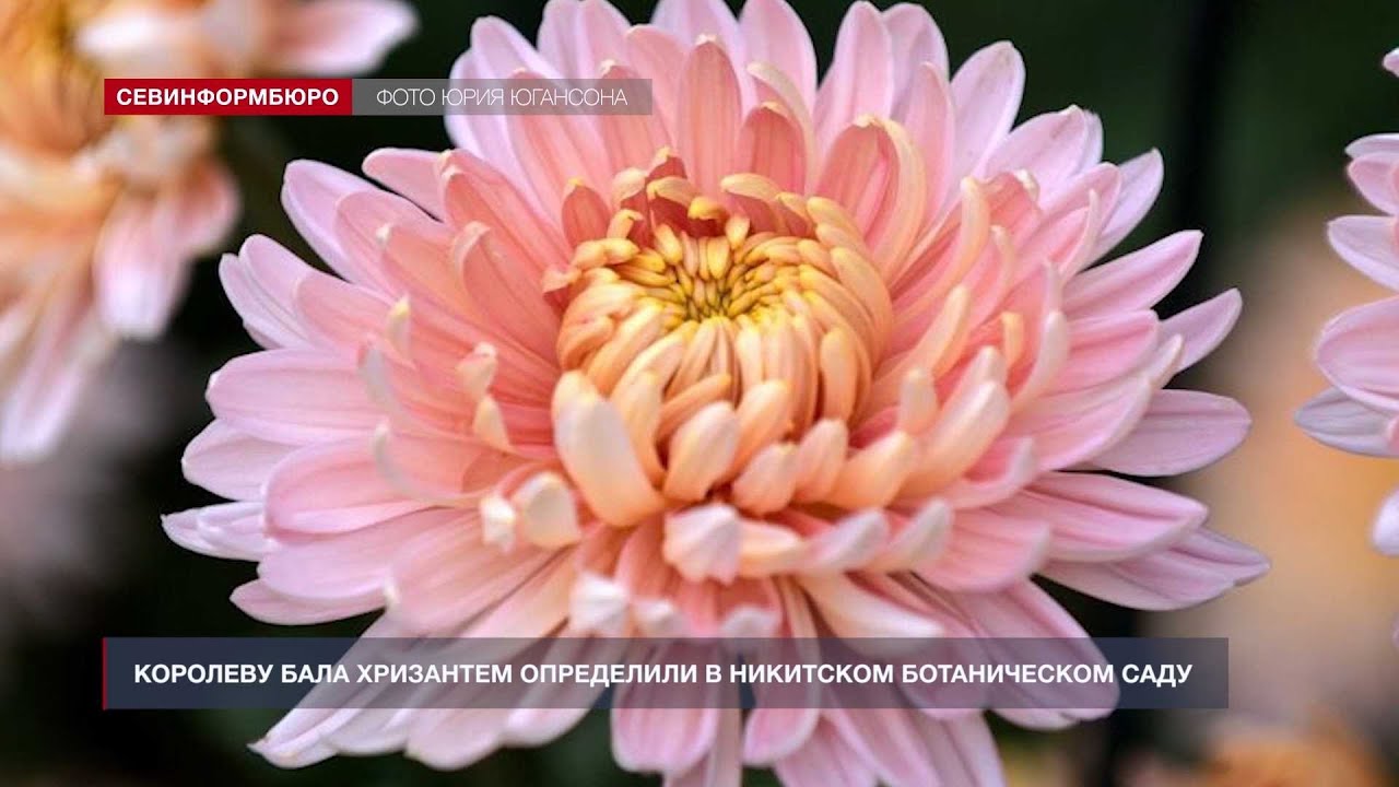 Хризантема Корейская Мишель Фото