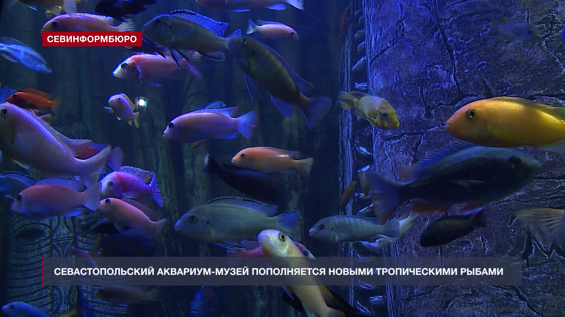 Купить Аквариум В Севастополе
