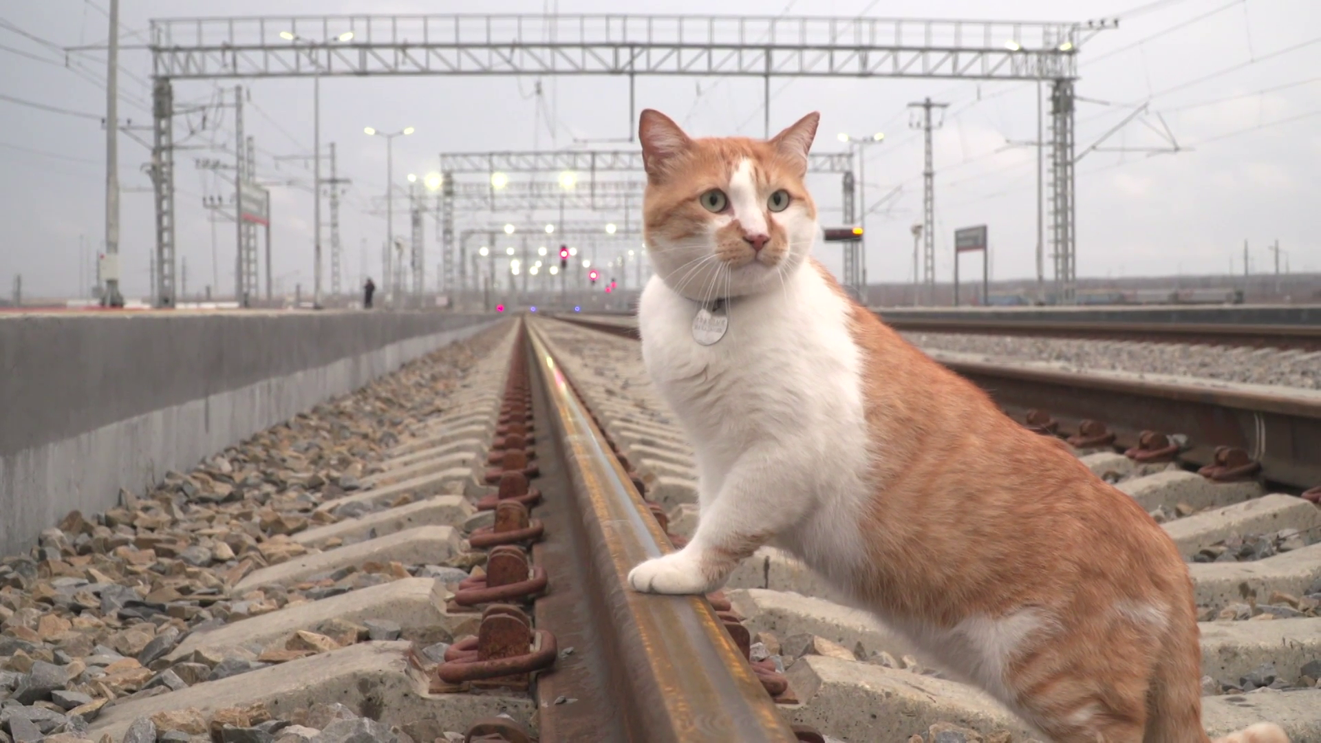 кот на мосту