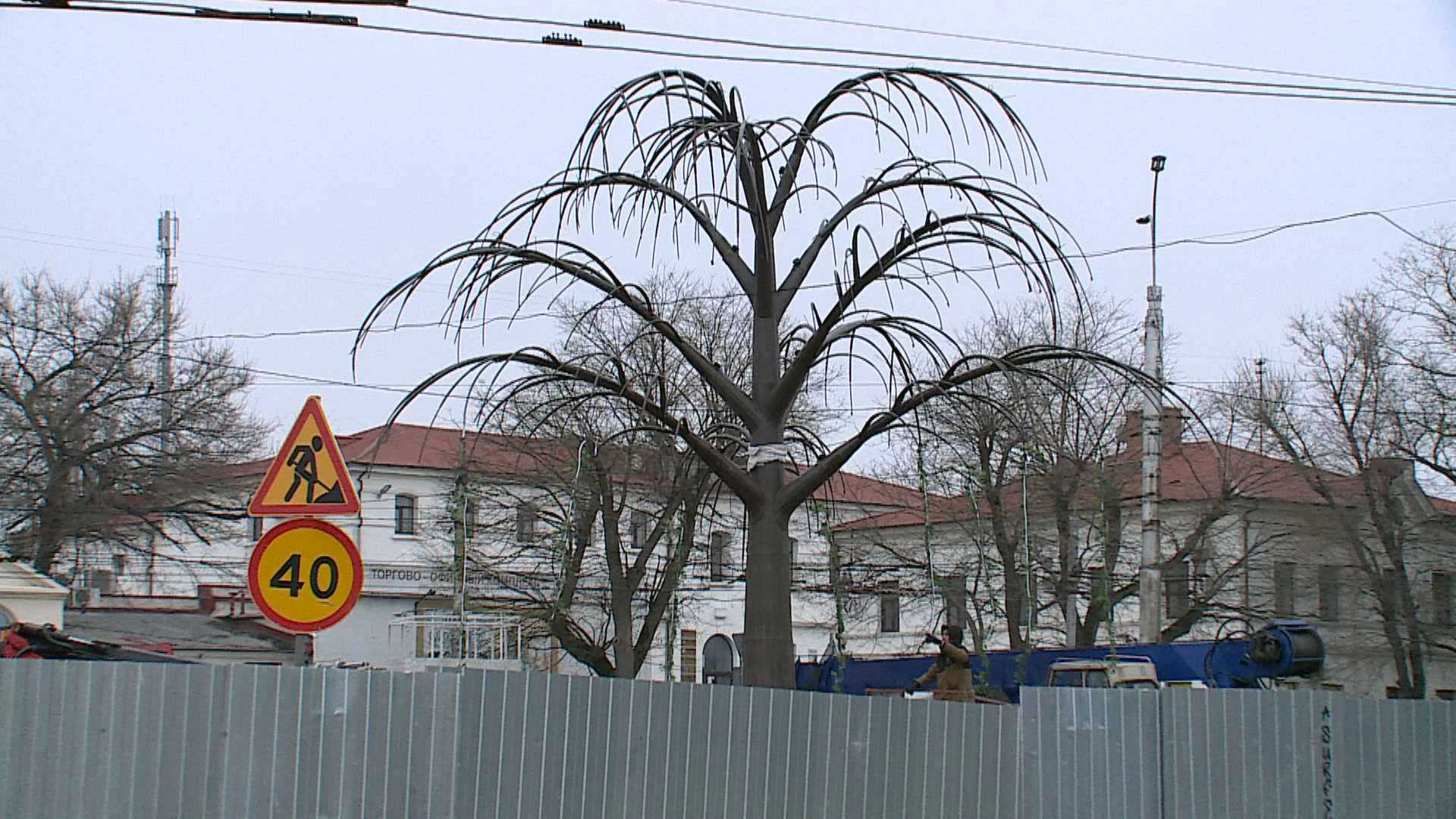Деревья Севастополя9