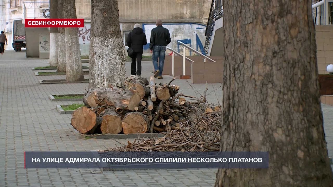 Спил деревьев севастополь. Спил деревьев севастополь