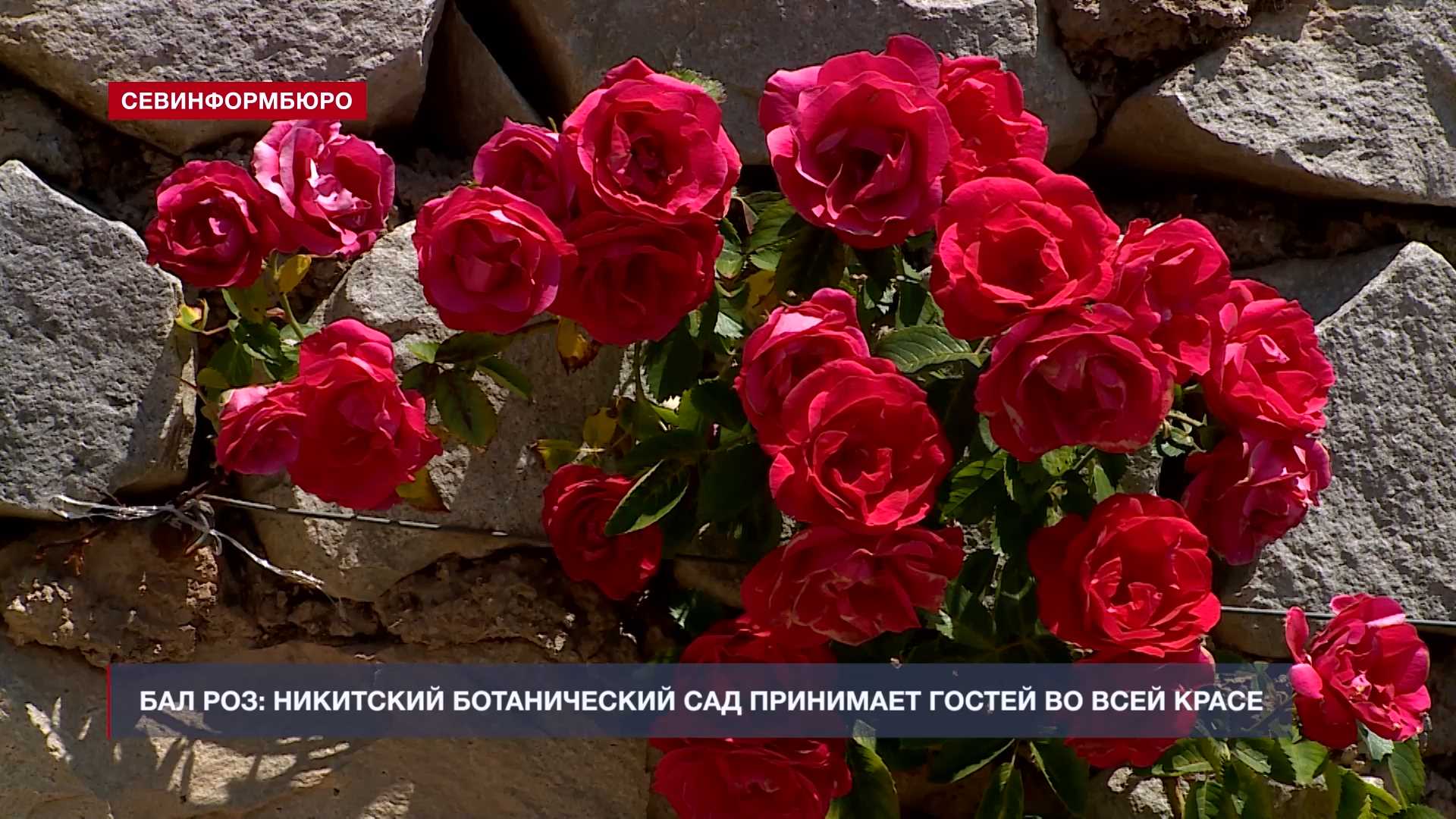 Никитский Ботанический сад бал роз
