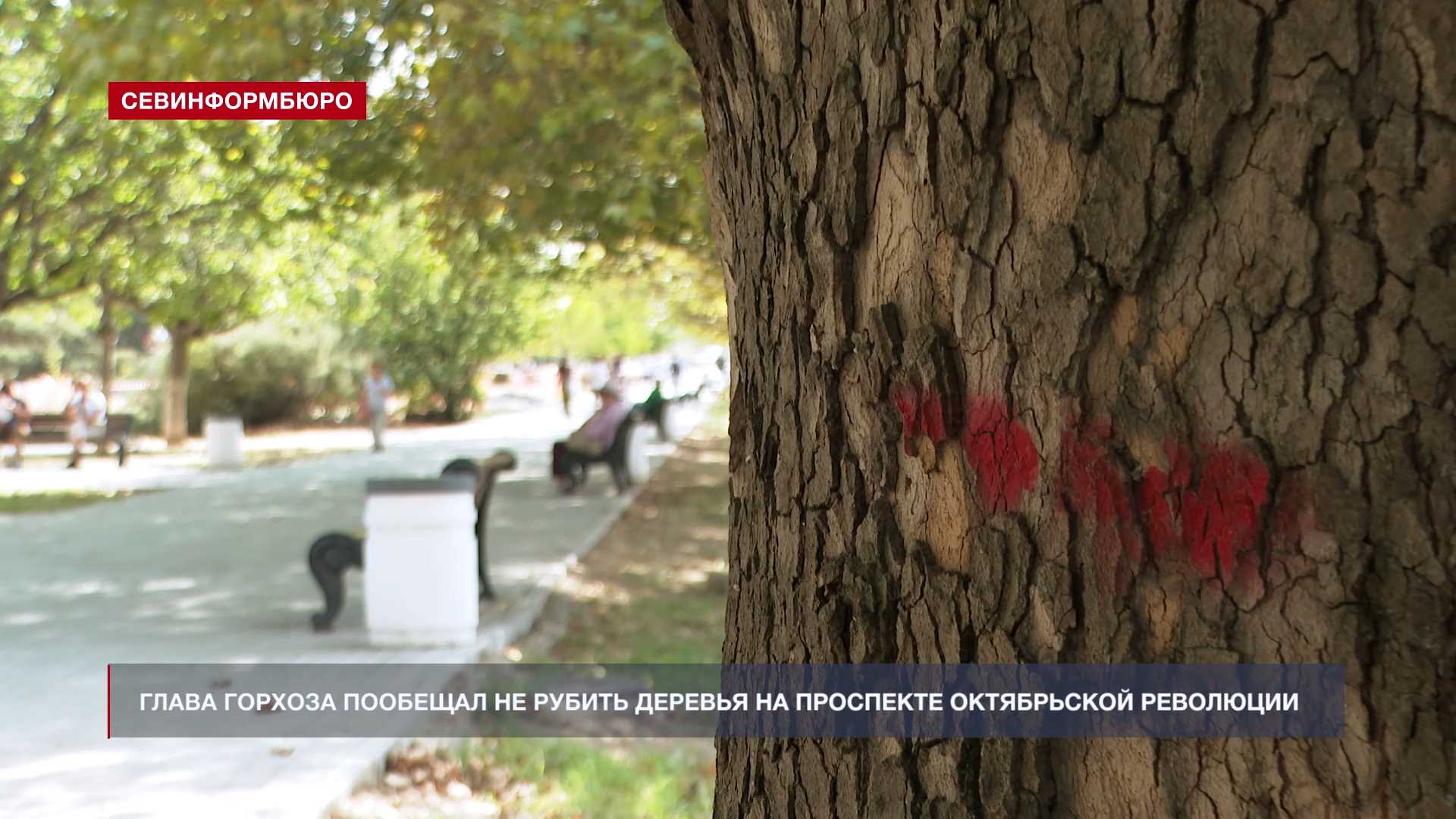 Севастополь рубят деревья цветущие