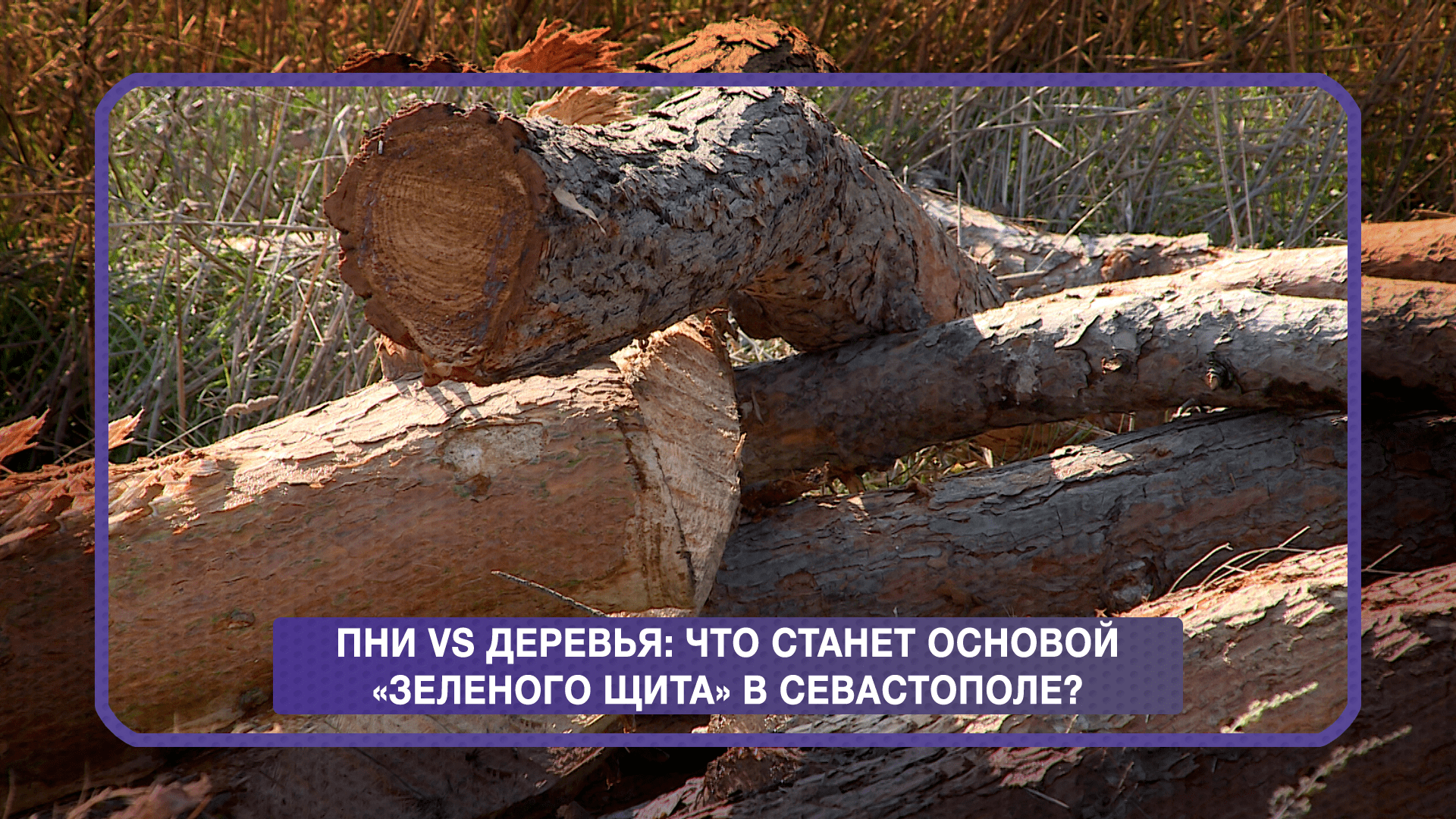 Севастополь без щита: почему так легко рубить деревья, когда не выращиваешь  новые?